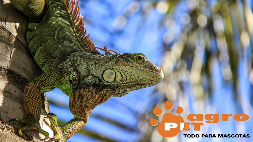 Iguana
